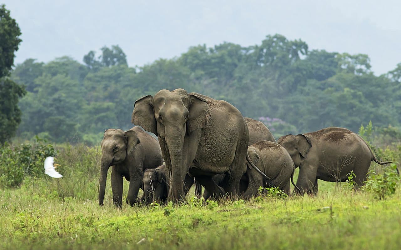 Bihar: आधा दर्जन हाथियों ने मचाया उत्पात, नेपाल से भारतीय सीमा में किया प्रवेश