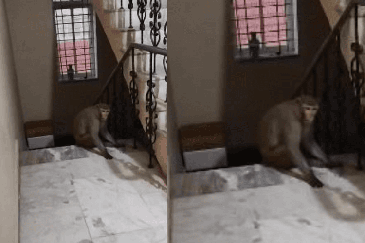 Ranchi News: राजधानी के इस क्षेत्र में बंदर का आतंक, लोग परेशान, कई को बनाया अपना निशाना