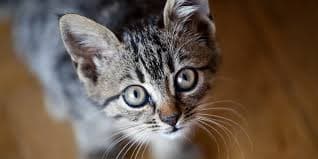 National Cat Day 2024: कब और क्यों मनाया जाता है नेशनल कैट डे, जानें हर सवाल का जबाब