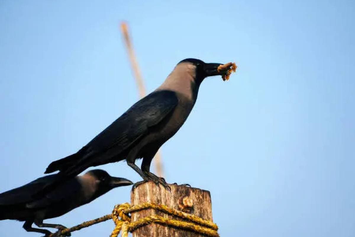 Good ya Bad: कौआ का घर पर बैठना किस बात का देता है संकेत, शुभ या अशुभ