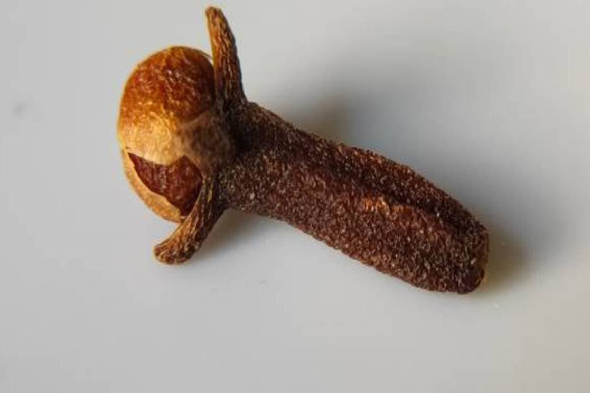 Shardiya Navratri 2024 Upay: लौंग से करें उपाय, किस्मत चमकाने के लिए नहीं मिलेगा इससे अच्छा मौका