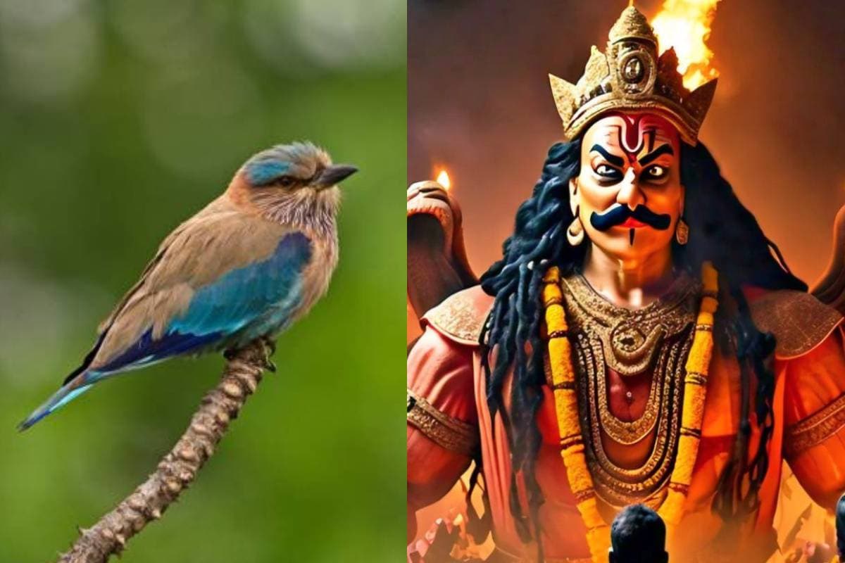 Dussehra 2024: दशहरे के दिन दिख जाएं ये पक्षी तो खुल जाएंगी किस्मत, जानें इसका महत्व
