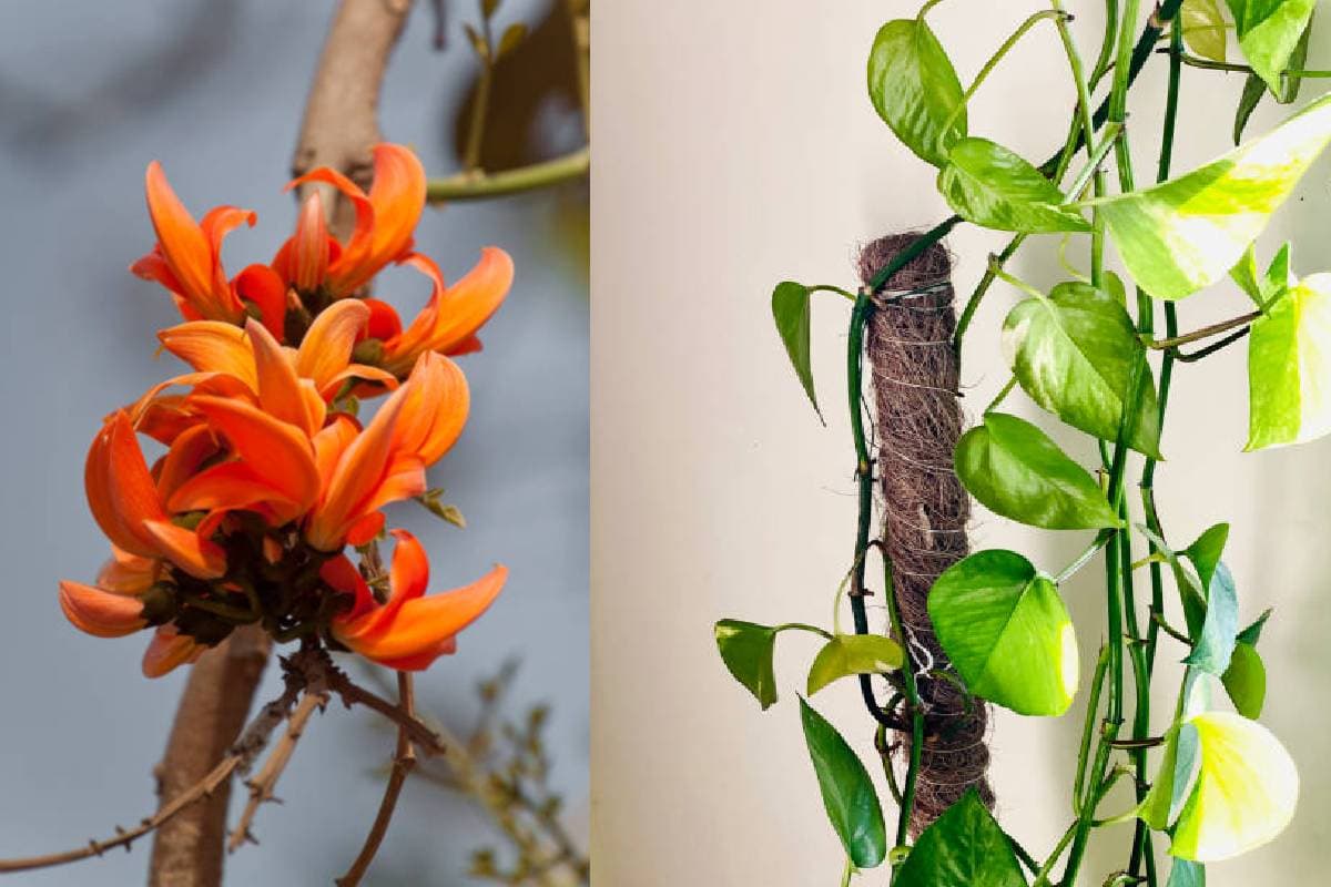 Diwali with Plant: इस साल मनाएं पौधों वाली दिवाली, घर लाएं ये खास प्लांट