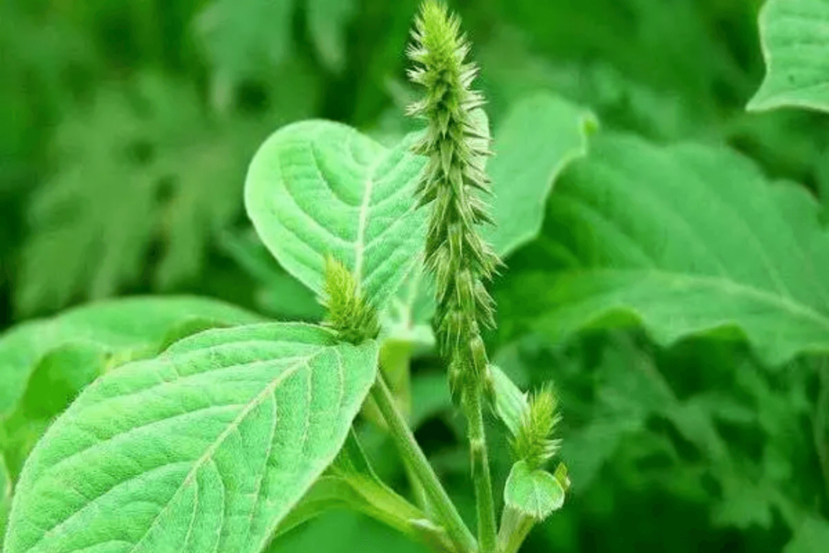 Vastu tips: धन और समृद्धि का प्रतीक चिरचिटा का पौधा वास्तु शास्त्र के अनुसार किस दिशा में लगाएं