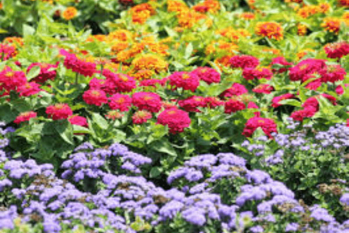 Worship: स्नान से पहले फूल तोड़ने की परंपरा, धार्मिक महत्व और लाभ