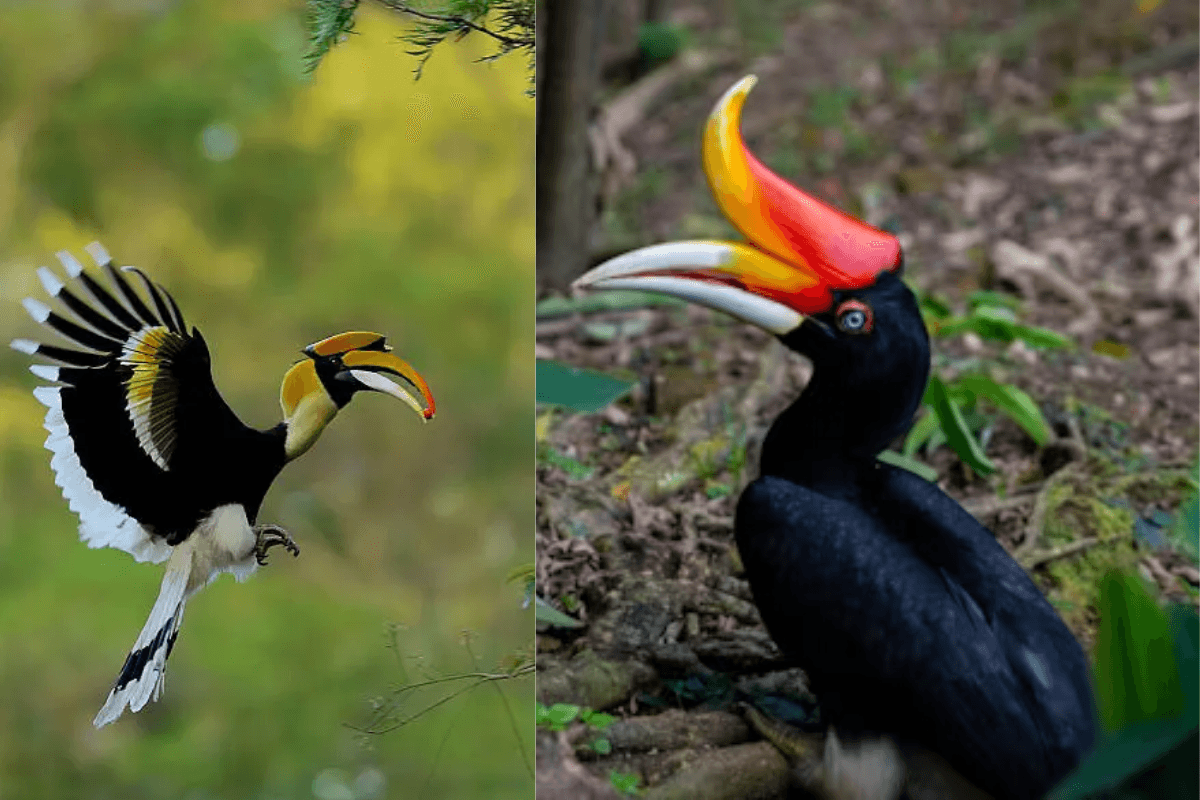 Hornbill Bird: क्या धनेश पक्षी के दर्शन से खुलते हैं भाग्य के द्वार?
