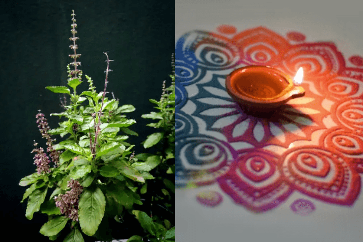 Diwali Tulsi puja: तुलसी पूजा से मां लक्ष्मी का आशीर्वाद पाएं, दिवाली पर वास्तु दोष मिटाएं