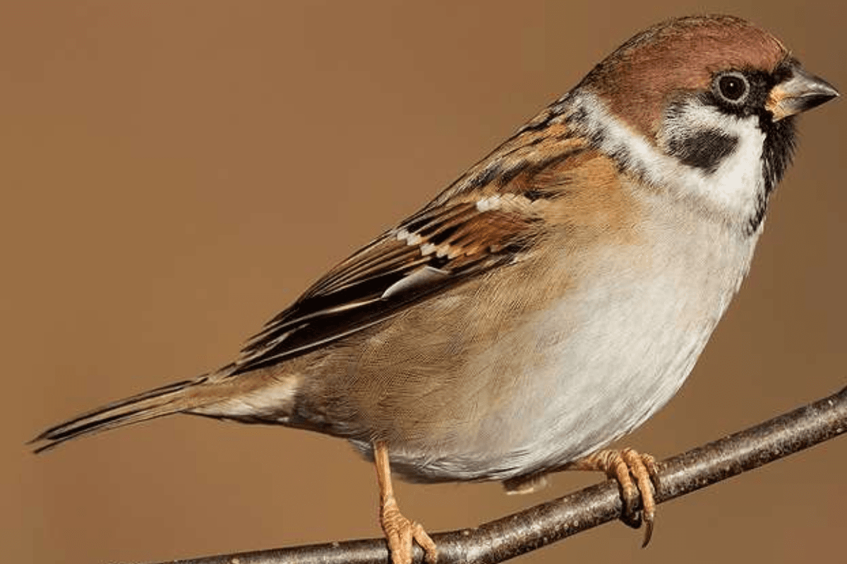 Vastu: गौरैया का घोंसला, शुभ संकेत या वास्तु दोष?