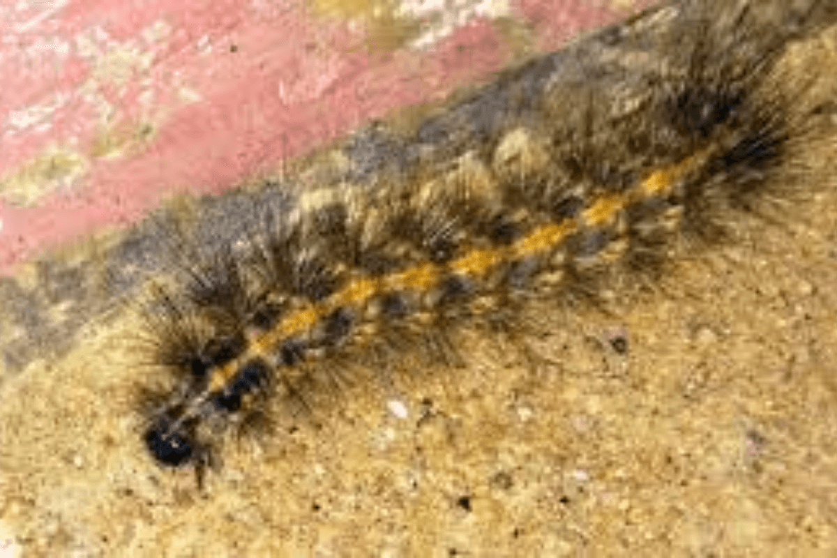 Home Remedies: भुआ पिल्लू कीट से छुटकारा पाने के घरेलू उपचार और बचाव के आसान उपाय