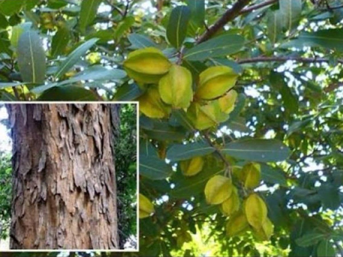 Arjun : मानसून में पिएं अर्जुन की छाल का पानी, सेहत को मिलते हैं 5 जबरदस्त फायदे