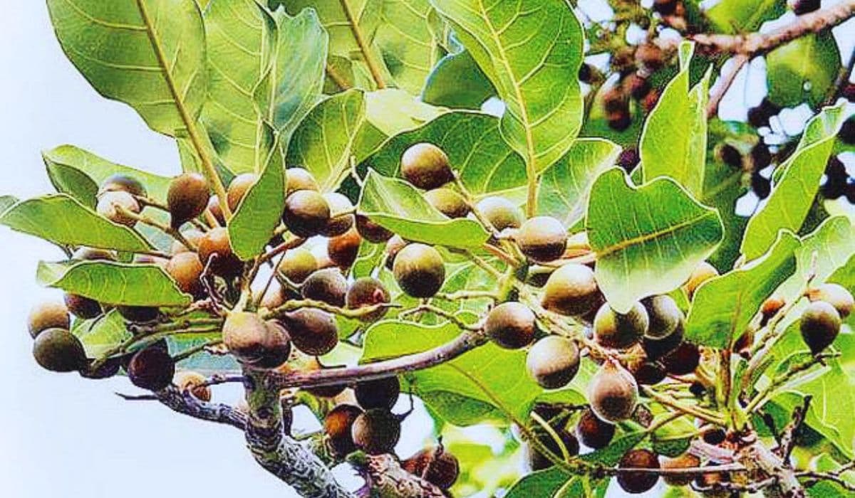 Bihar News: बिहार में औषधि के रूप में तैयार होगा हर्रे-बहेड़ा, मलबरी सिल्क की लौटेगी रौनक