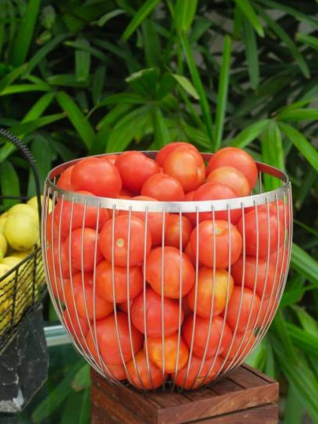 Health benefits: जानिए टमाटर के स्वास्थ्य लाभ