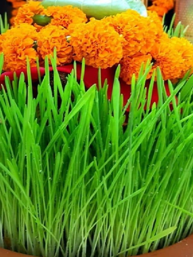 Shardiya Navratri 2024: नवरात्रि में बोए गए जौ का क्या करें? जानें