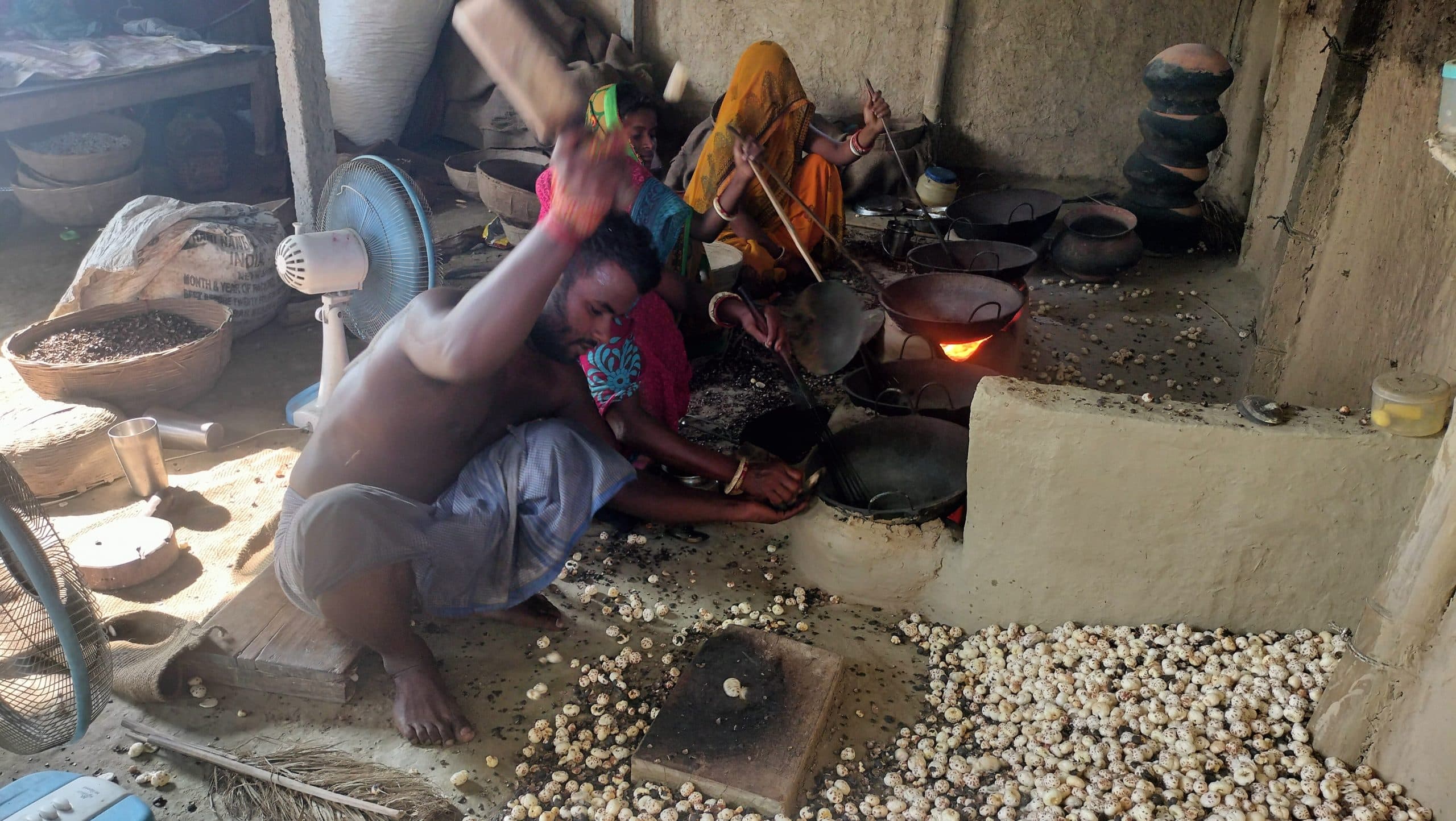 Darbhanga News: मखान उत्पादकों की जिंदगी से निकलने लगे नुकसान के कांटे, सालों बाद चेहरे पर लौटी मुस्कान