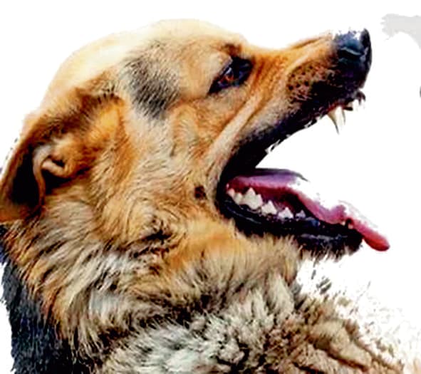 2030 तक रेबीज से होने वाली मौतों के खात्मे का लक्ष्य