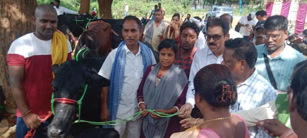 53 पशुपालकों के बीच दुधारू गाय का किया गया वितरण