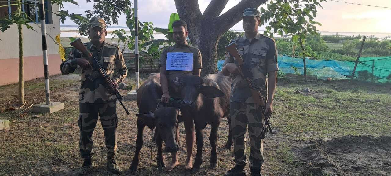 बीएसएफ ने दो मवेशियों के साथ एक बंगलादेशी को दबोचा