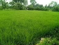 DHANBAD NEWS : जिले की 52 हेक्टेयर कृषि योग्य भूमि अत्यंत अम्लीय, खेती पर पड़ रहा असर