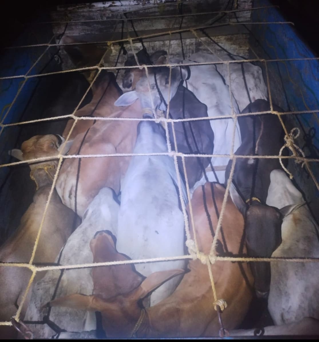 31 पशु बरामद, तीन वाहनों को किया जब्त