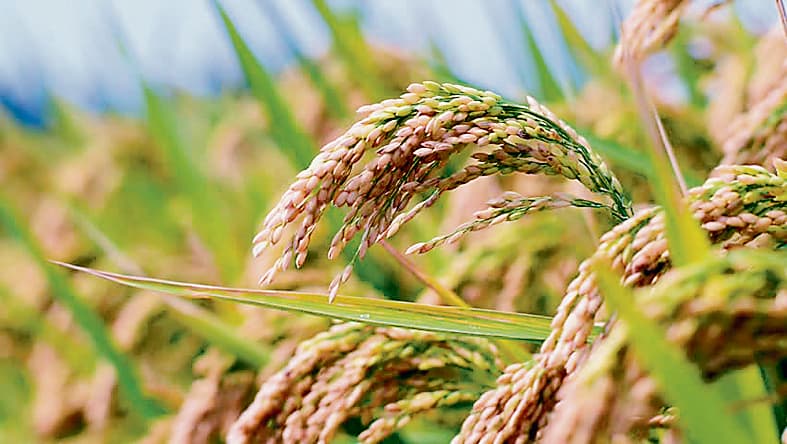 धान गबन के आरोप में बेर्रा के पैक्स अध्यक्ष पर केस दर्ज