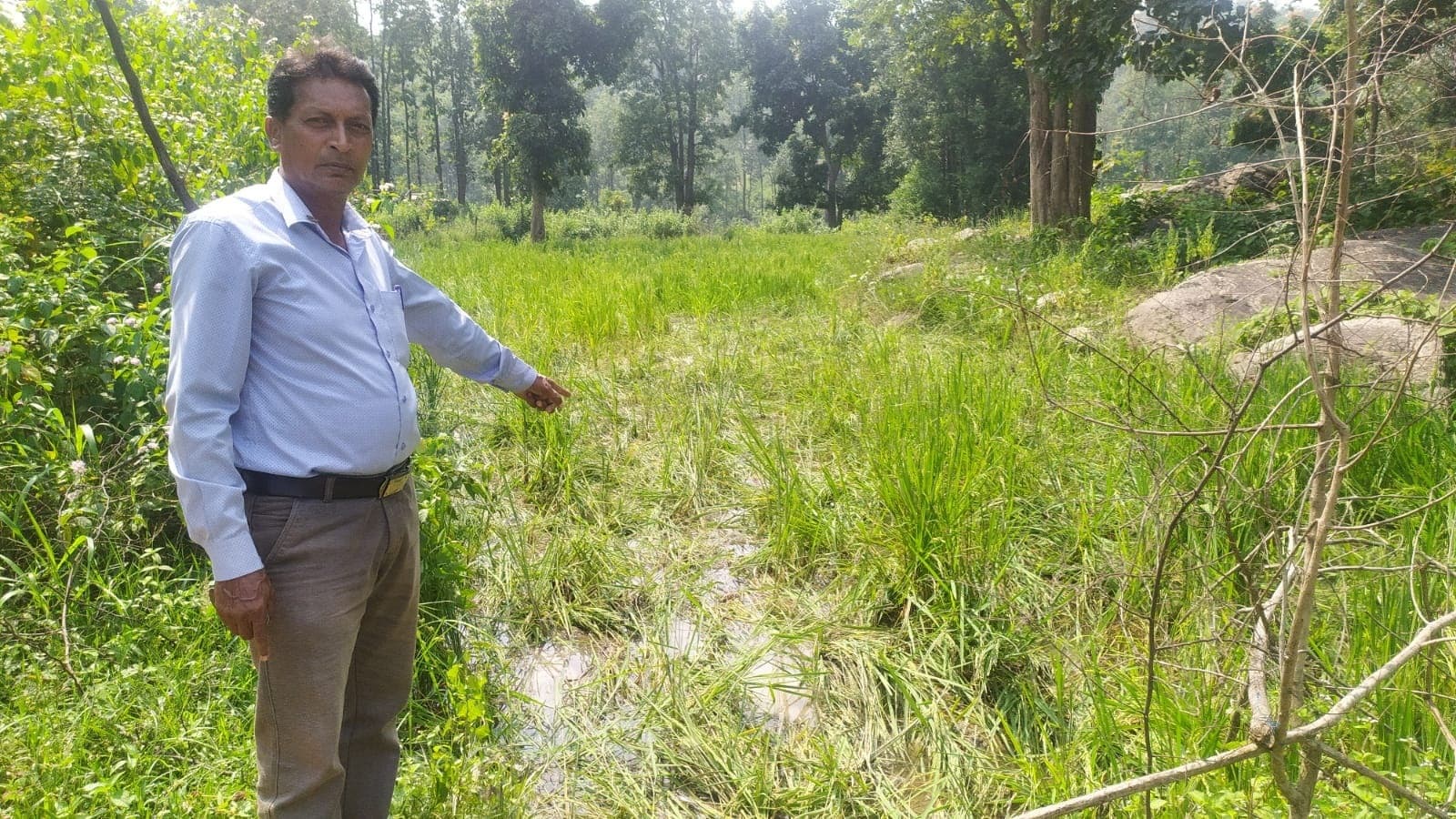 BOKARO NEWS : हाथियों के झुंड ने 25 एकड़ में लगी धान की फसल को रौंदा