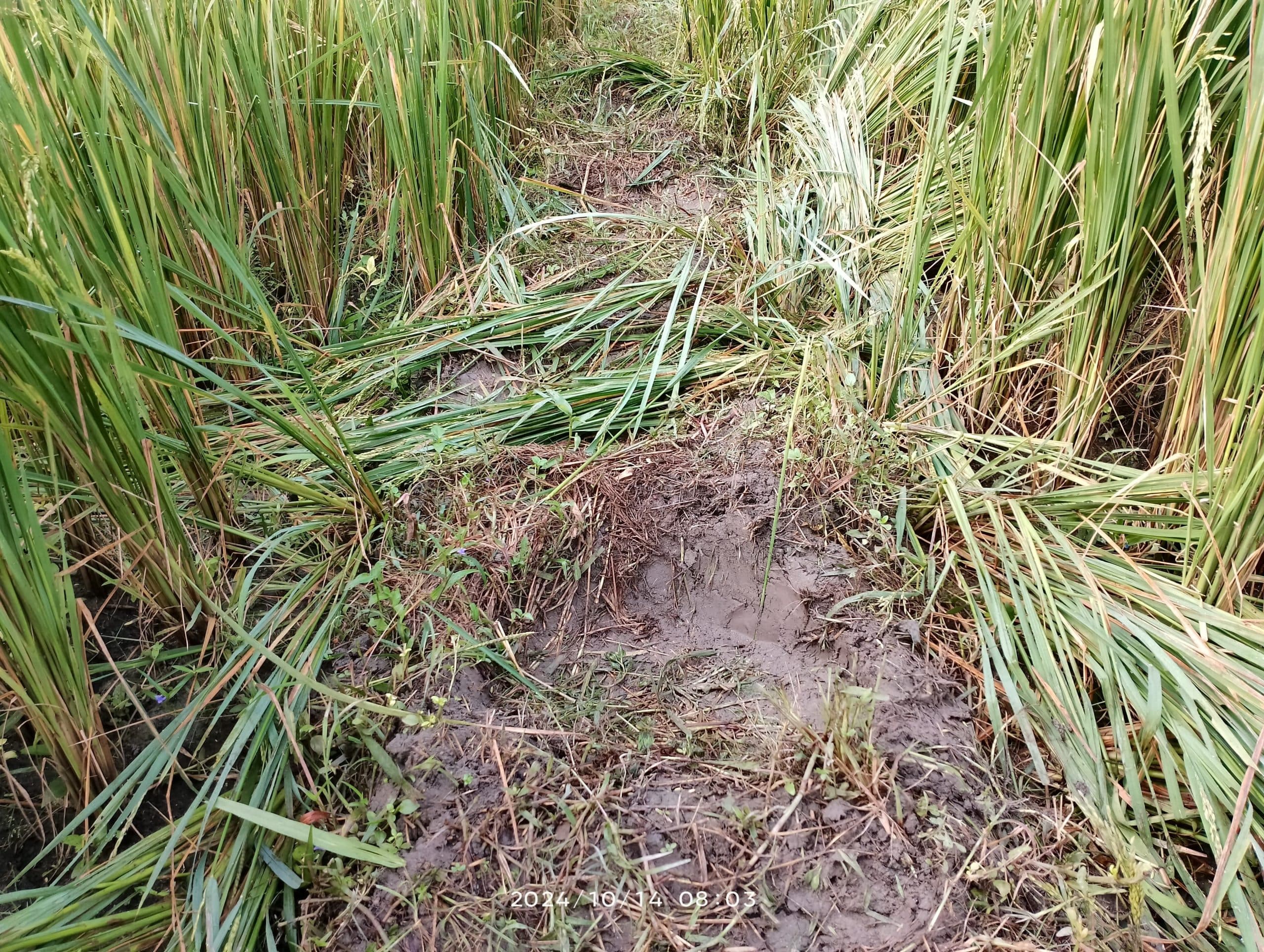 आधा दर्जन नेपाली हाथियों ने मचाया उत्पात, धान व केला के दो एकड़ फसल किया बर्बाद