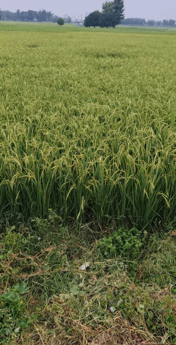 धान की फसल में कीड़ा लगने से किसानों की बढ़ी परेशानी