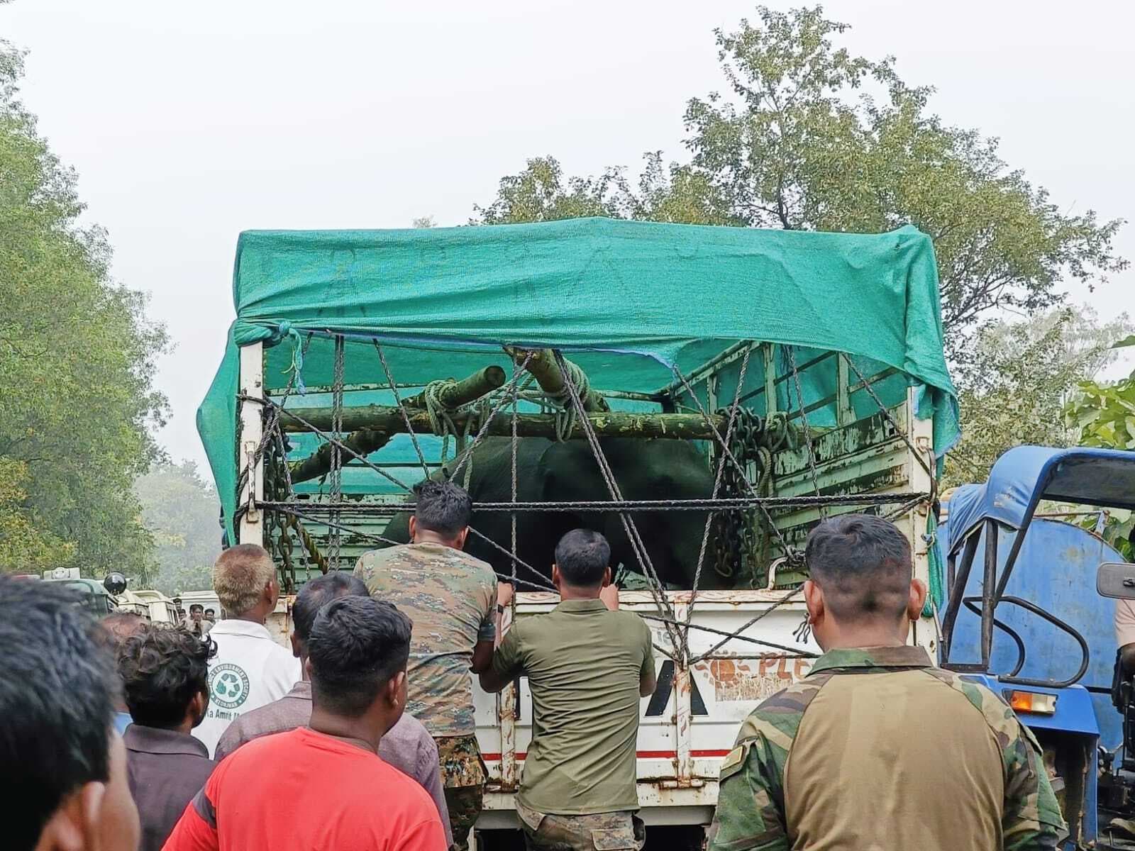 Rourkela News: ट्रेन दुर्घटना में घायल हाथी के बच्चे का नंदनकानन में किया जायेगा इलाज