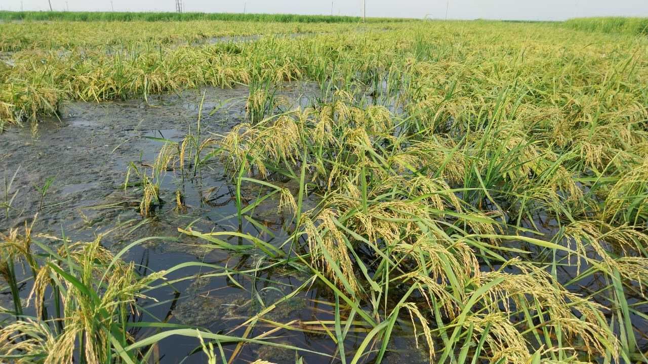 Darbhanga News: बाढ़ के पानी में फसल डूबी, क्षतिपूर्ति आवेदन विभागीय प्रक्रिया में गुम