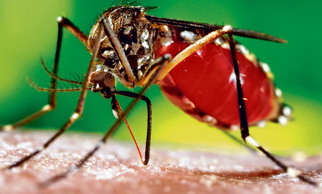 विधाननगर में बढ़ा डेंगू का प्रकोप, एक आइसी समेत 50 से अधिक लोग पीड़ित