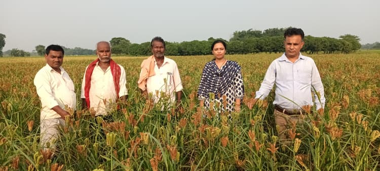 कम लागत में खेतों में लहलहा रही मरुवा की फसल