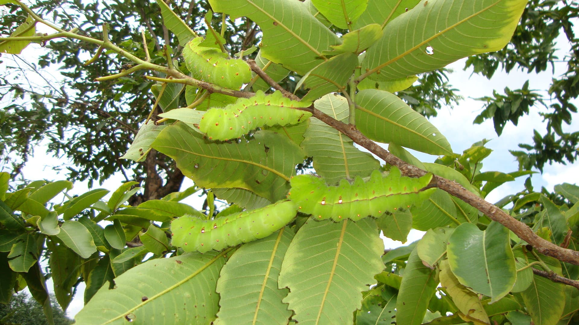 प्रमुख : तसर की खेती कर आय बढ़ाने में जुटे हजारों किसान