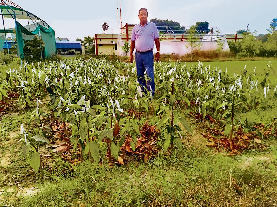 Chhapra News : केवीके में मिलेंगे अच्छे प्रभेद के आम के पौधे