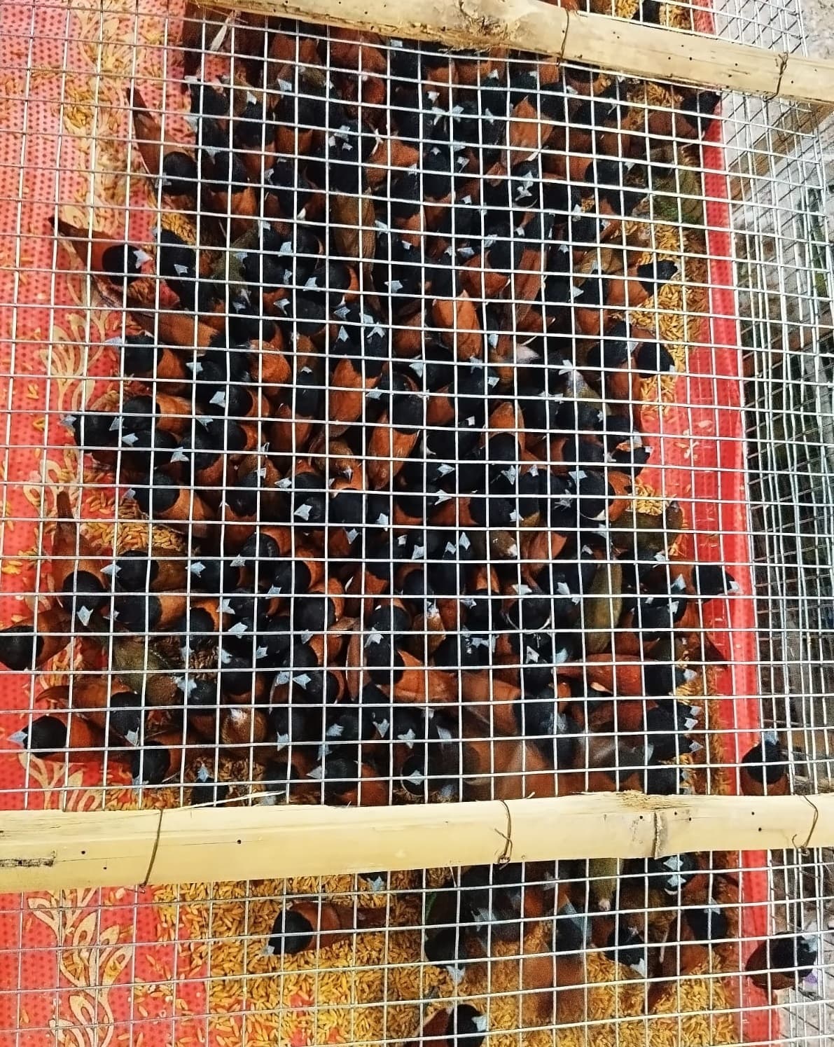 तस्करी के लिए लाये गये 1700 पक्षियों को पटना जंक्शन से किया गया जब्त