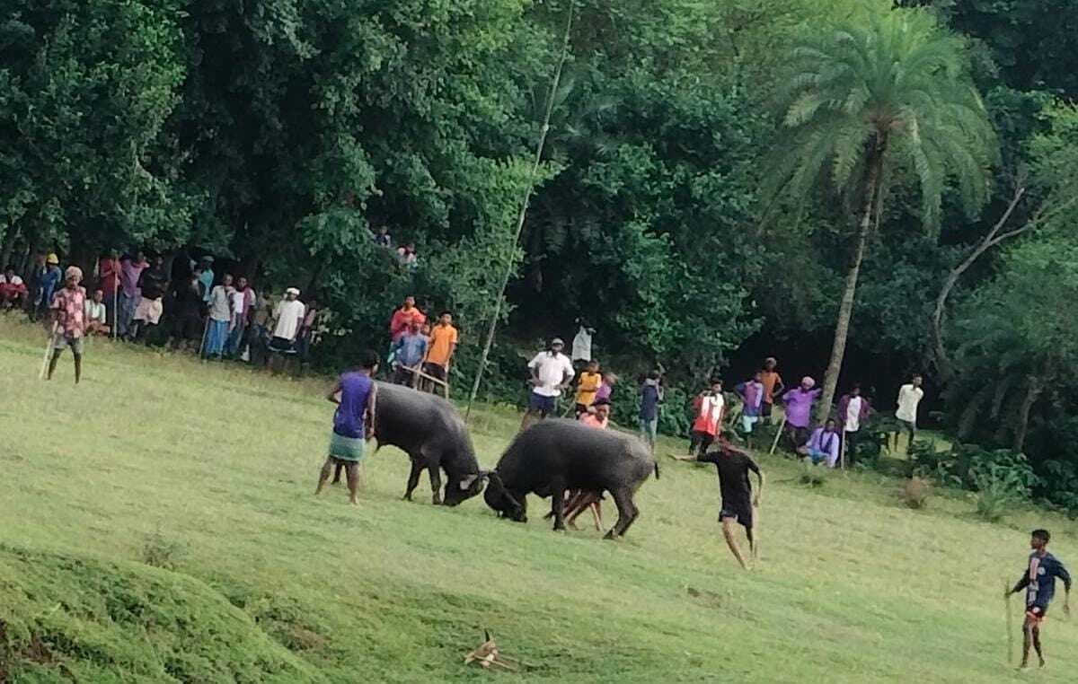 रामपुर गांव में भैंसा लड़ाई प्रतियोगिता आयोजित