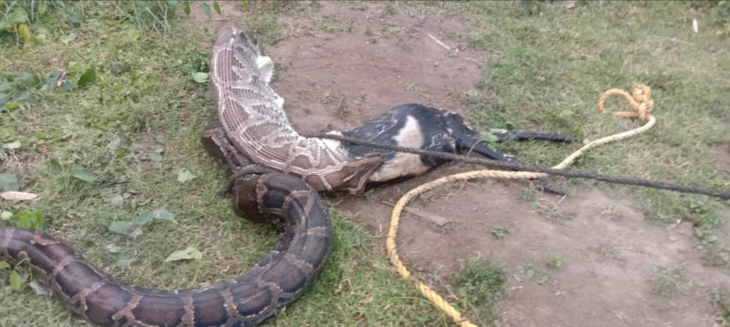 पशु बथान में घुसकर अजगर ने एक बकरी को निगला