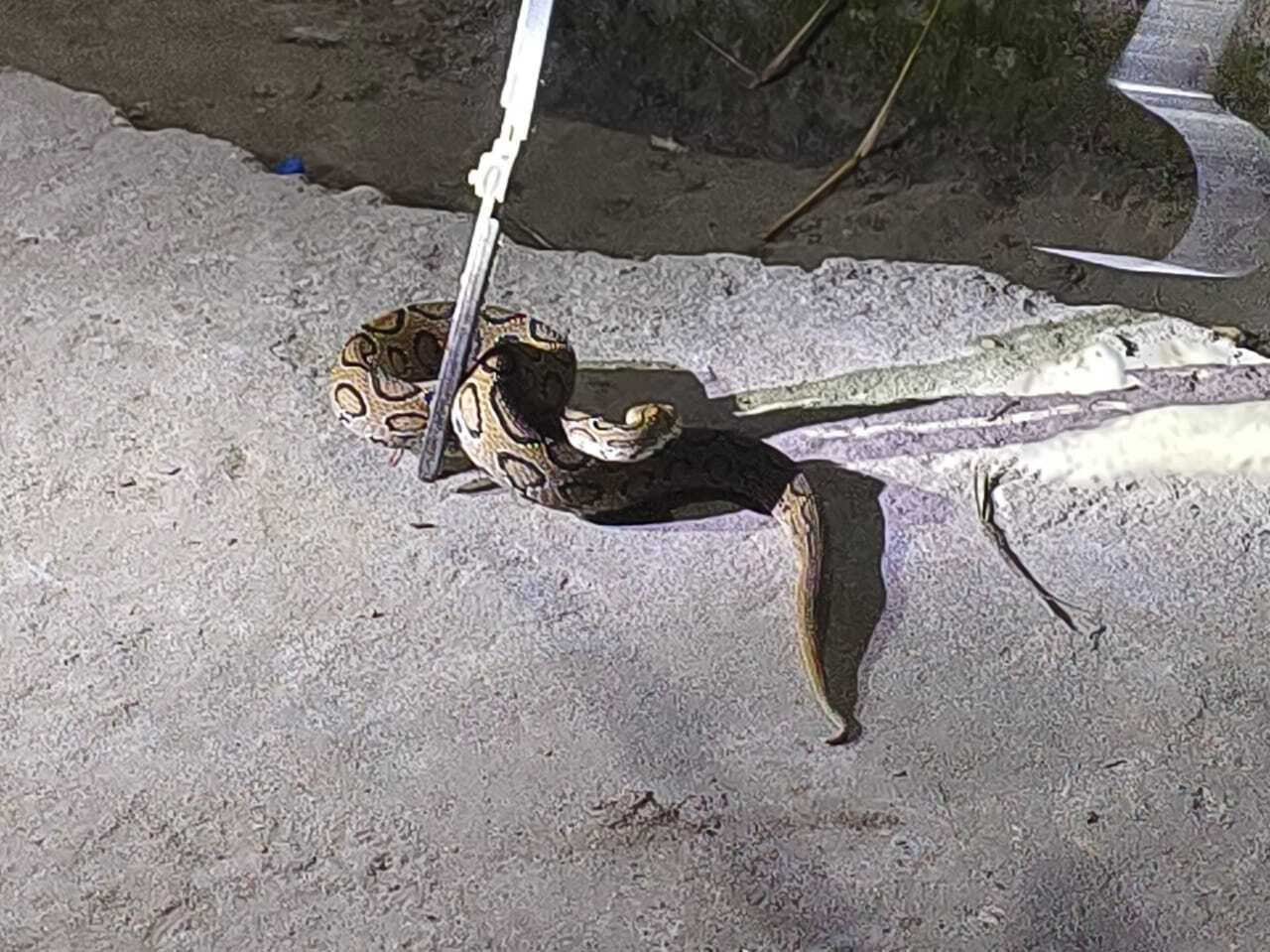 रसेल वाइपर सांप को देख मची अफरा-तफरी, वन कर्मियों ने किया रेस्क्यू