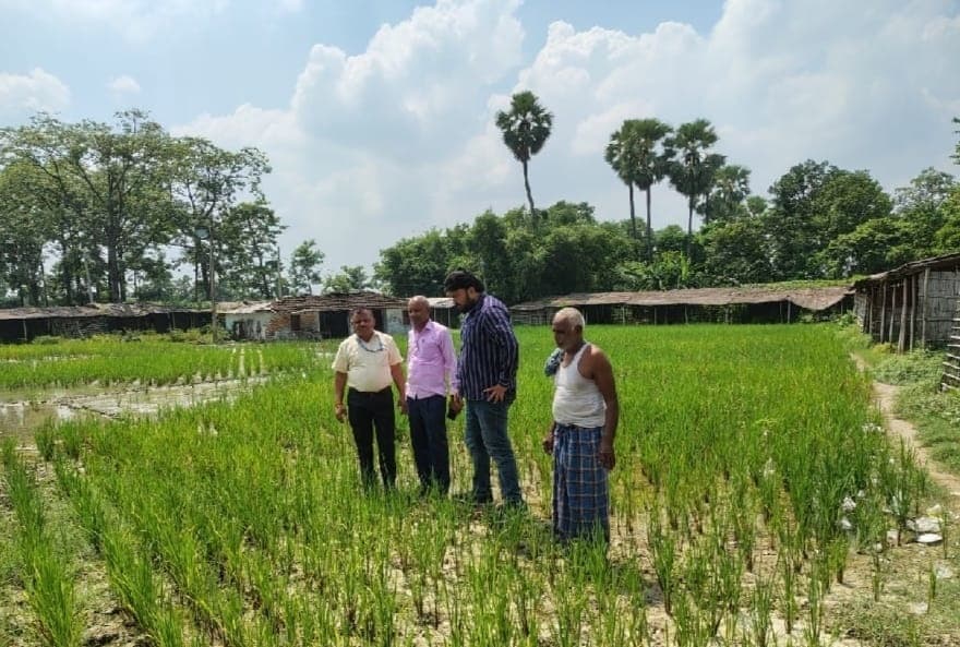 Samastipur- Pusa News: मौसम अनुकूल नहीं होने से धान में लग रहे कीट