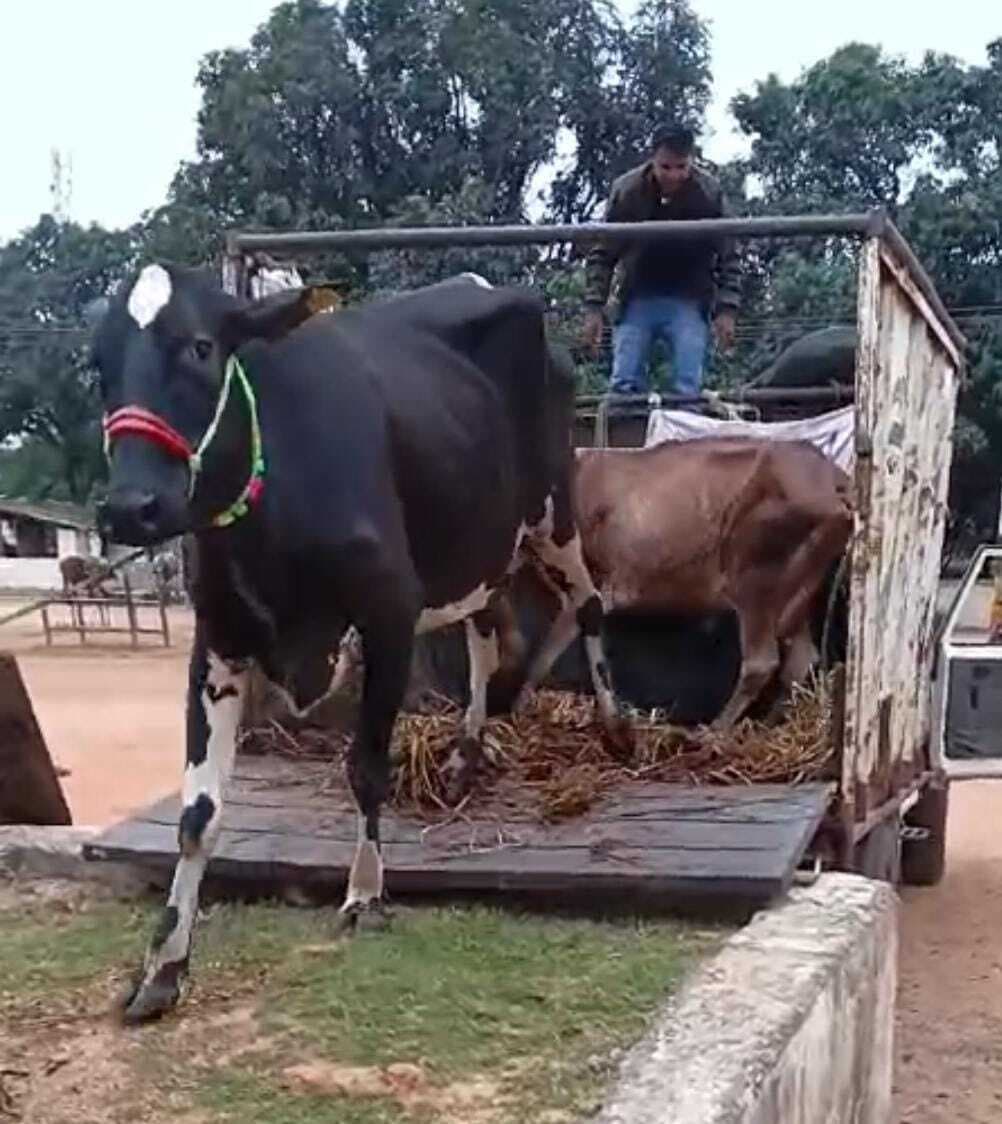 Giridih News: चार पिकअप वैन पर लदे 38 मवेशी जब्त, दो गिरफ्तार