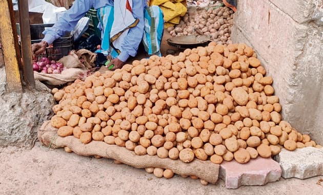 Gaya News : सावधान ! नये के नाम पर खा रहे जहरीला आलू