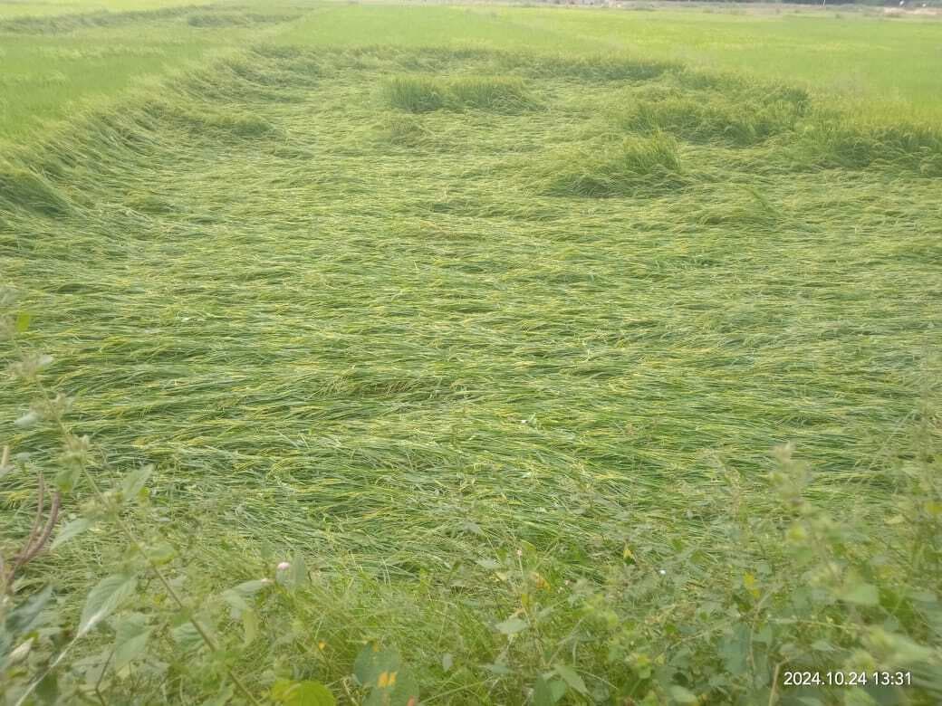 डाना का असर, तेज हवा और बारिश से धान फसल बर्बाद