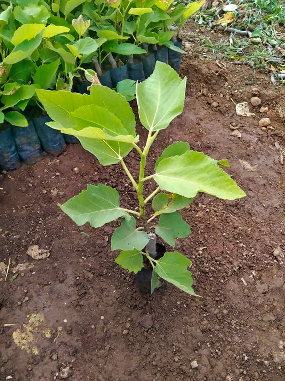 Aurangabad News : जिले में ड्रैगन फ्रूट व अंजीर की खेती शुरु