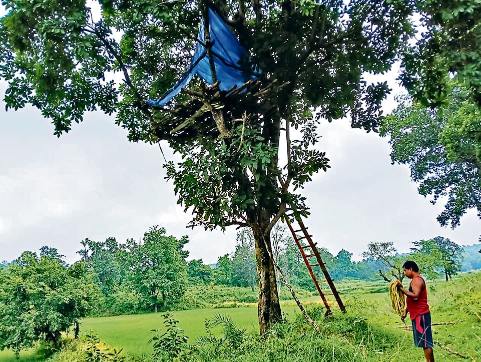 Rourkela News: गजराज का खौफ! पेड़ पर मचान बनाकर खेतों की रखवाली कर रहे किसान
