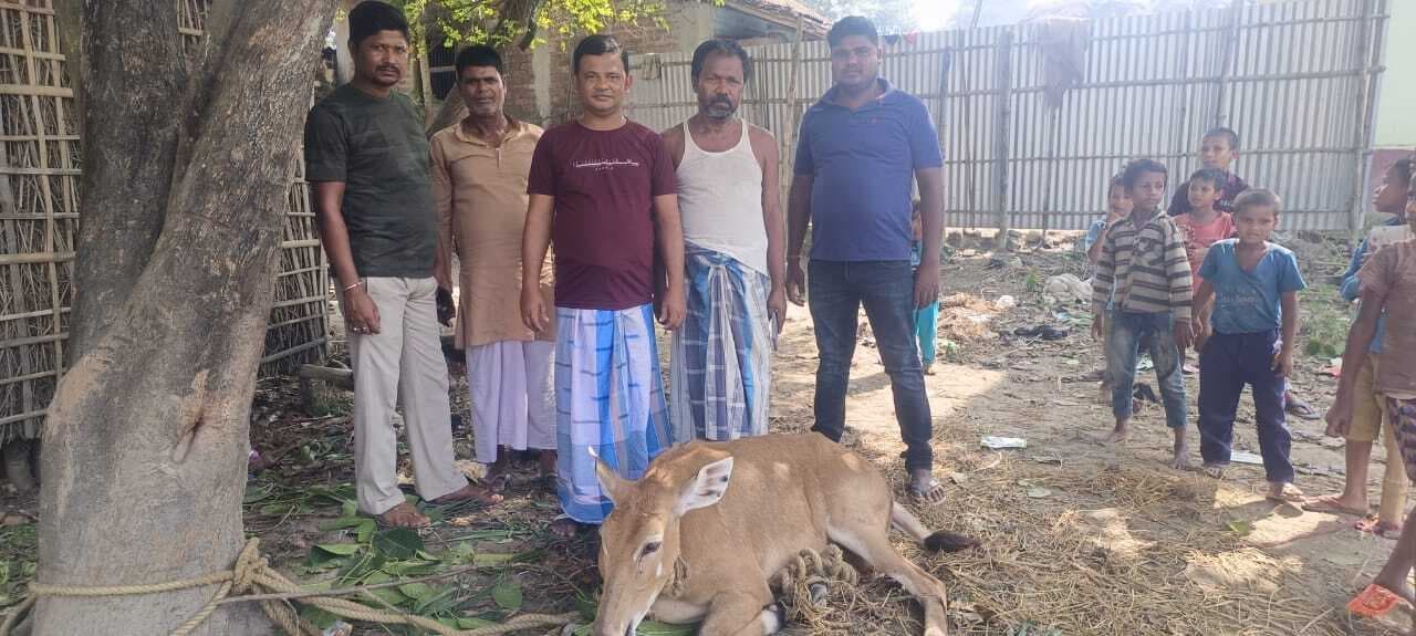 भटक कर पहुंची नीलगाय को ग्रामीणों ने पकड़ा