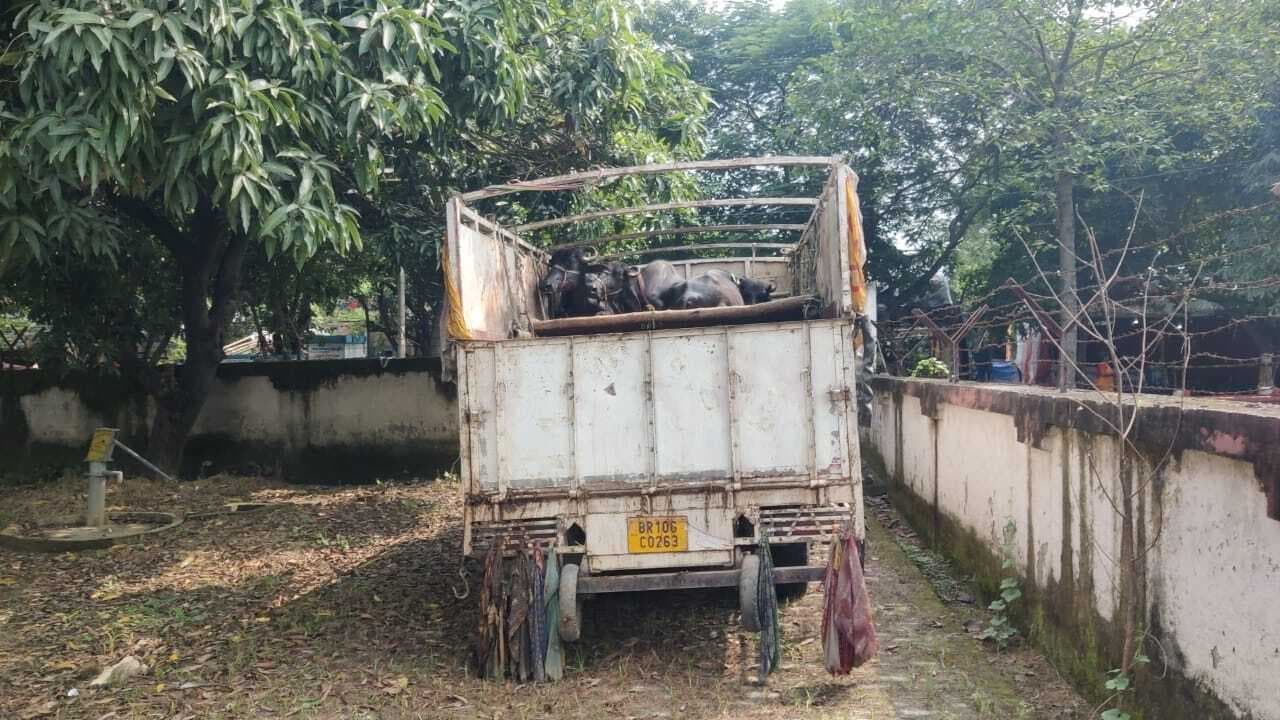 दस मवेशी लदा ट्रक को पुलिस ने किया जब्त, चालक गिरफ्तार