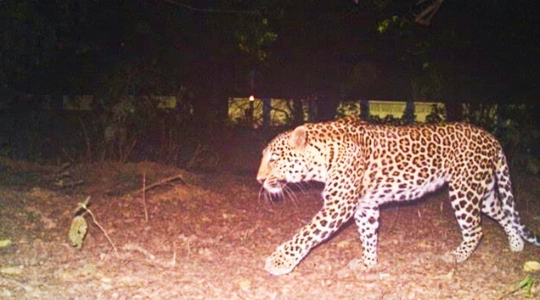 बिहटा में तेंदुआ दिखने के बाद खौफ में एयरफोर्स के कर्मी