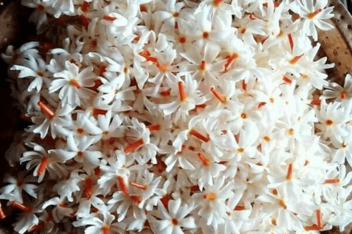 Night-blooming Jasmine: देवी-देवताओं का प्रिय पुष्प है रातरानी (हरसिंगार)