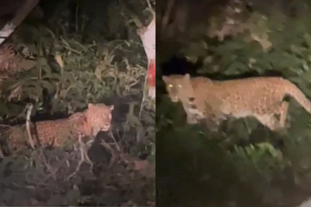 Bihar: रात में बाहर निकलने वाले सावधान! सड़कों पर घूम रहे तेंदुए, वन विभाग के कैमरे में कैद हुआ VIDEO