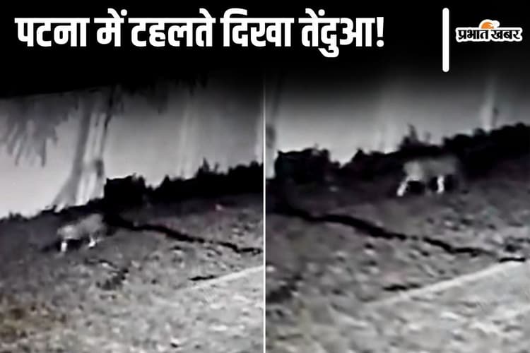 Bihar News: पटना में एयरफोर्स सेंटर के केंद्रीय विद्यालय में दिखा तेंदुआ, अगले आदेश तक स्कूल बंद