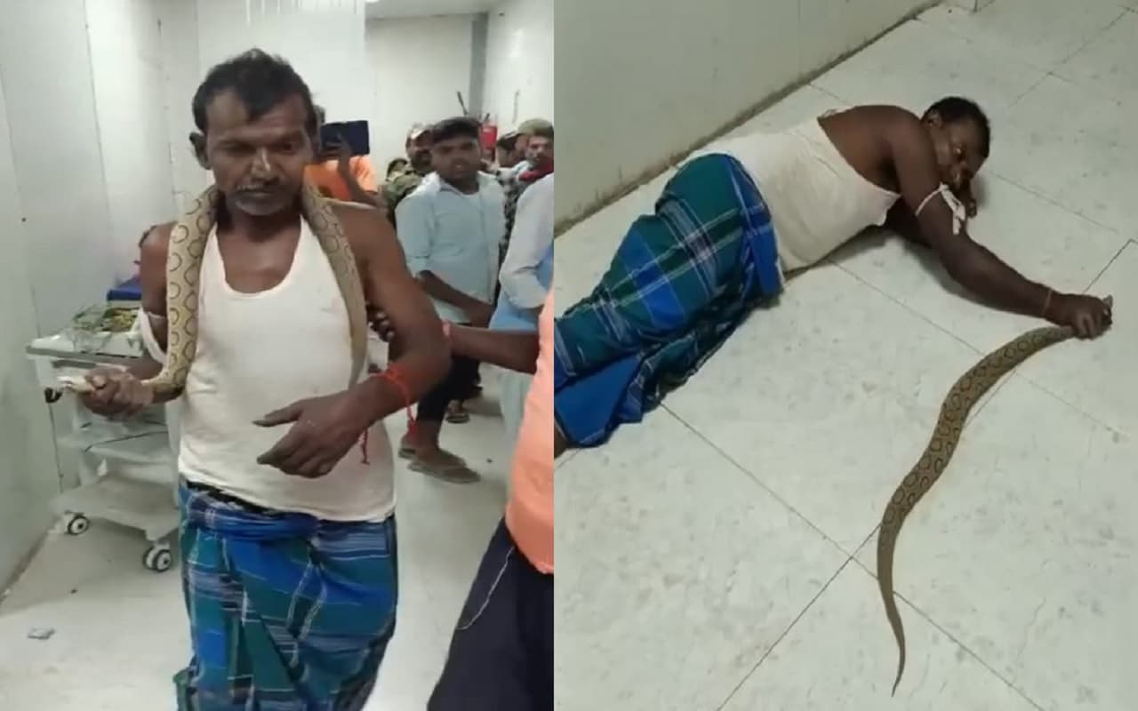 Bihar News: भागलपुर में जिस रसेल वाइपर ने डंसा उसकी मौत कैसे हुई? जानिए मरीज की क्या है अभी हालत...
